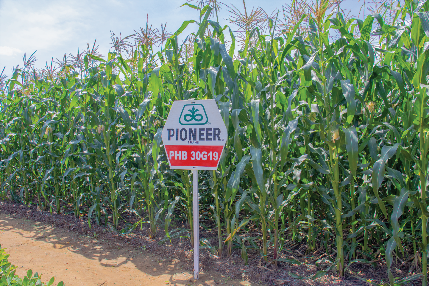 An image of Pannar 53 maize crop.