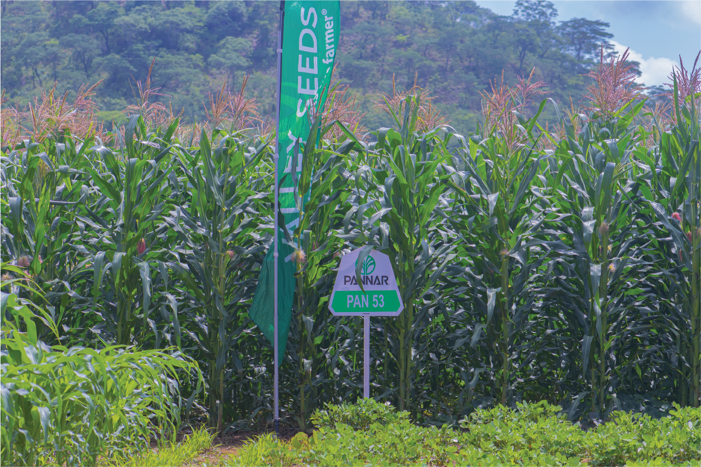 An image of Pioneer 3812W maize crop.