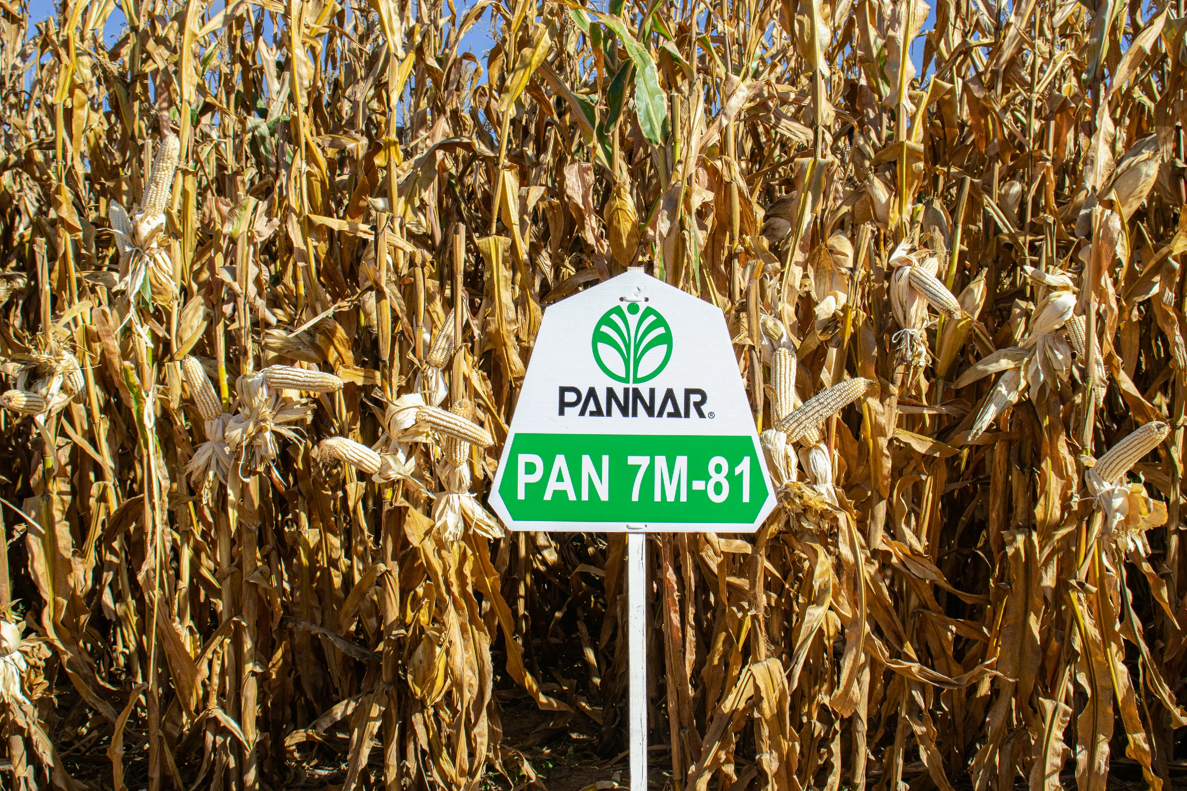 An image of Pannar 7M-81 maize crop.