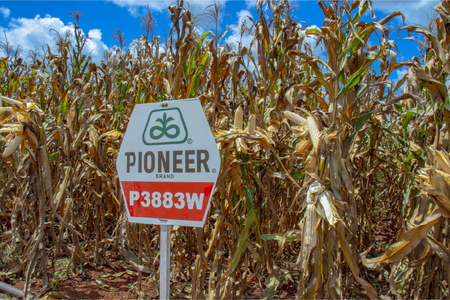An image of Pioneer 3812W maize crop.
