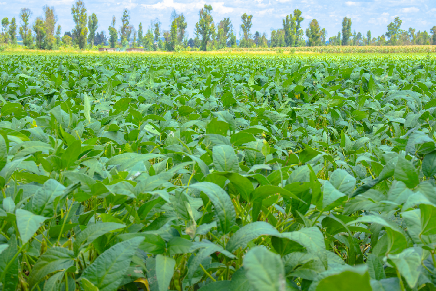 An image of one of our 2024 Field Days.