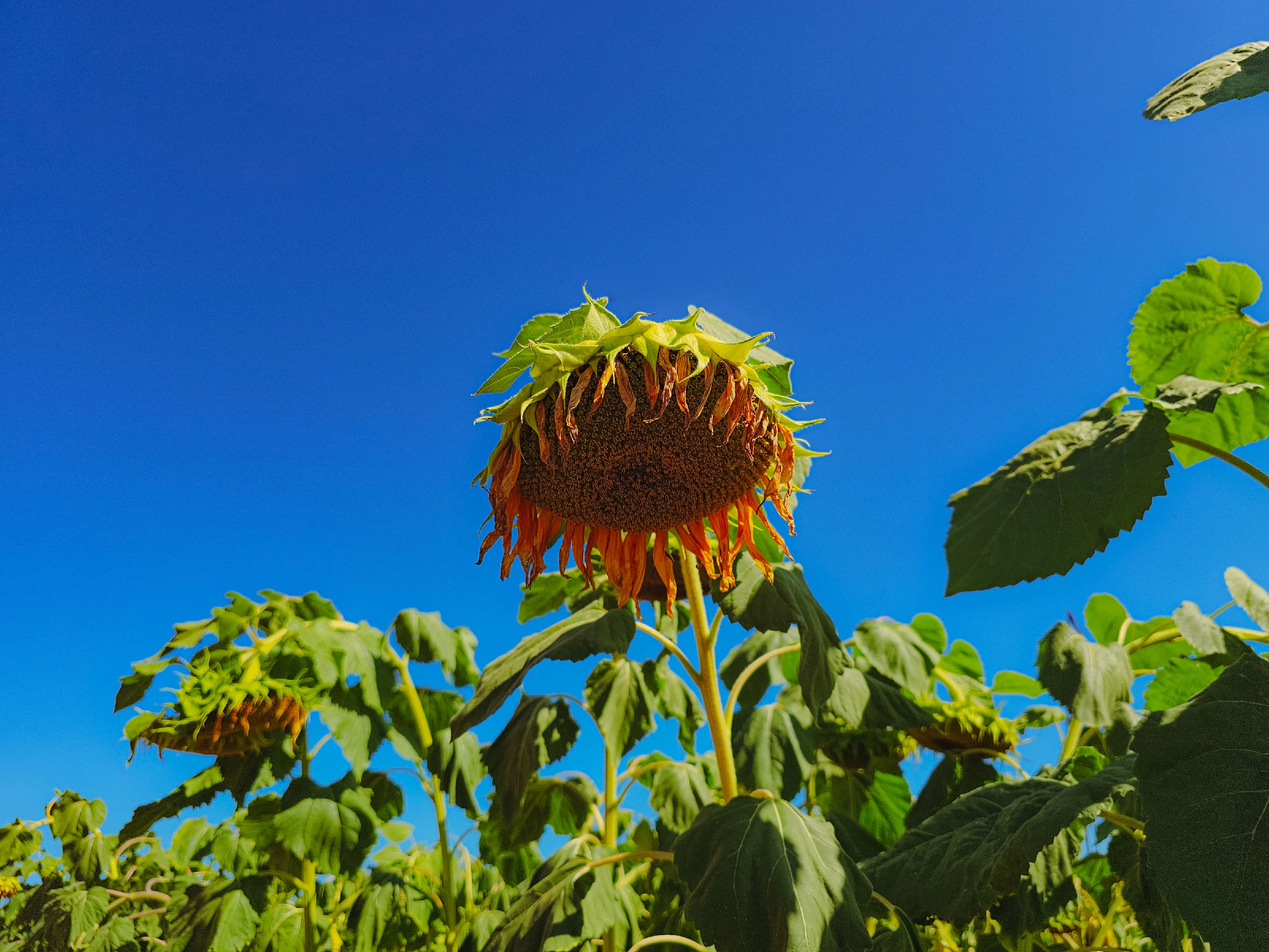An image of our blooming Sun Valley sunflower product.