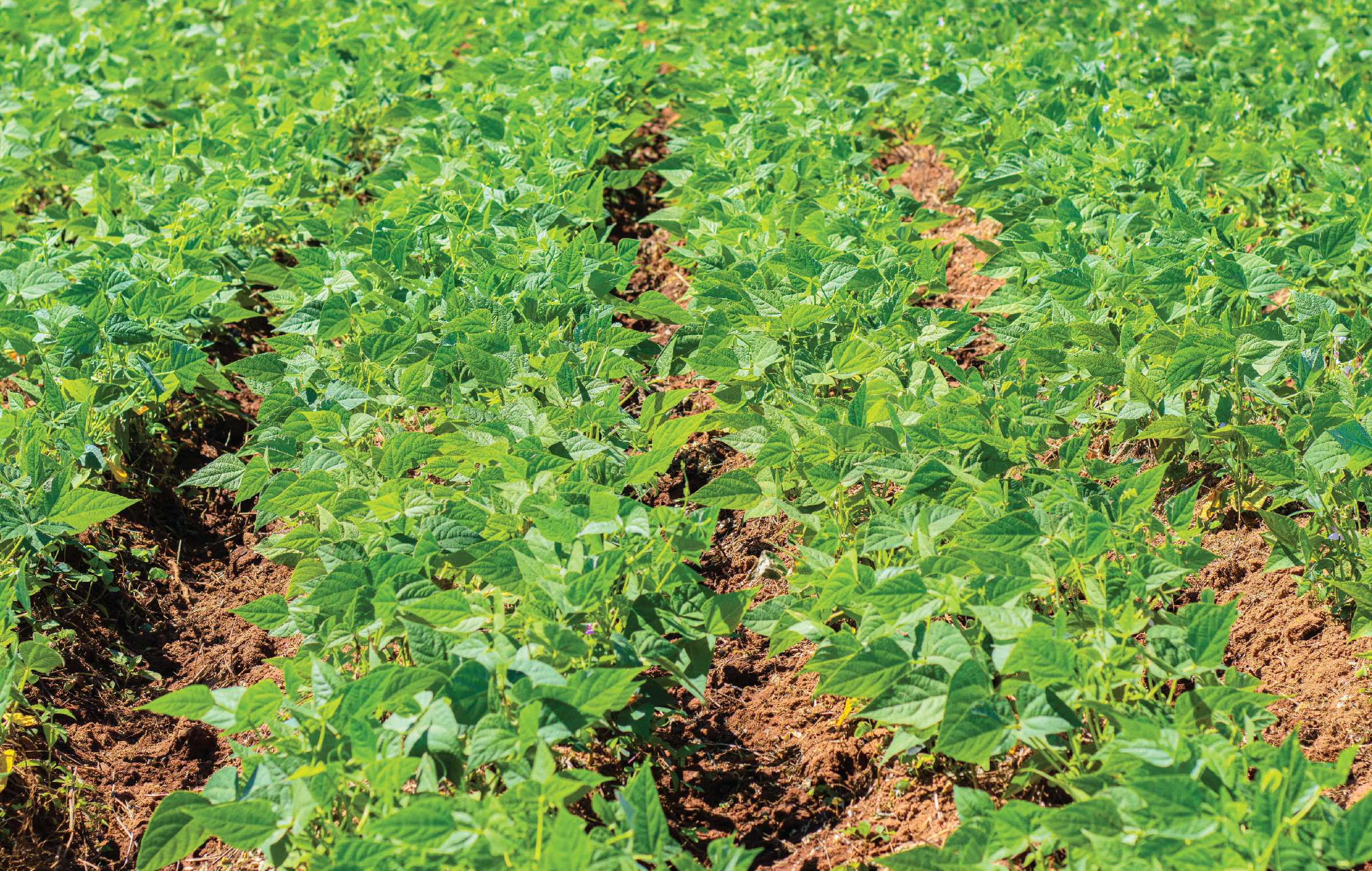 An image of AS148 our Sugar Beans variety.
