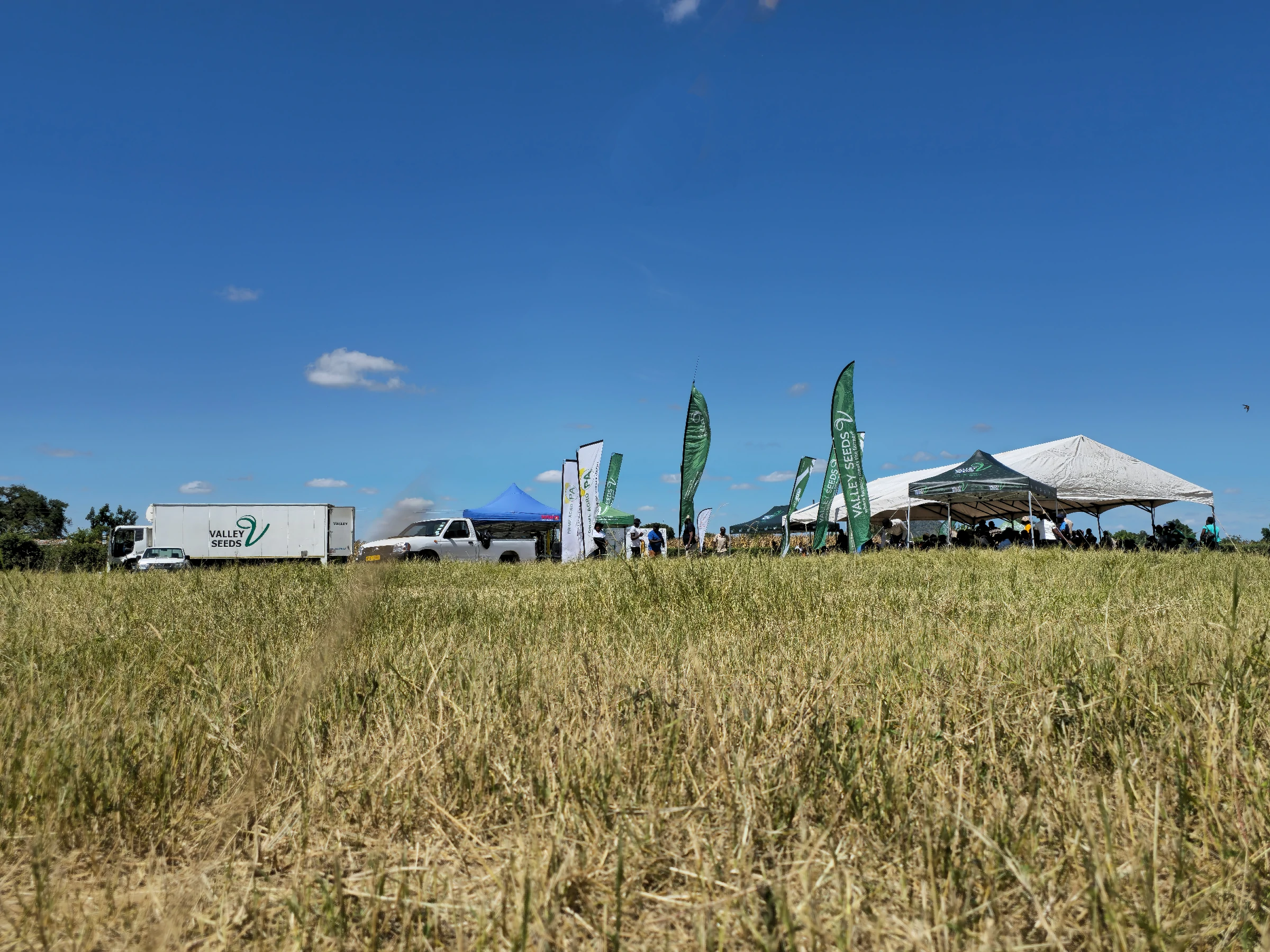 An image of Pannar 53 maize crop.