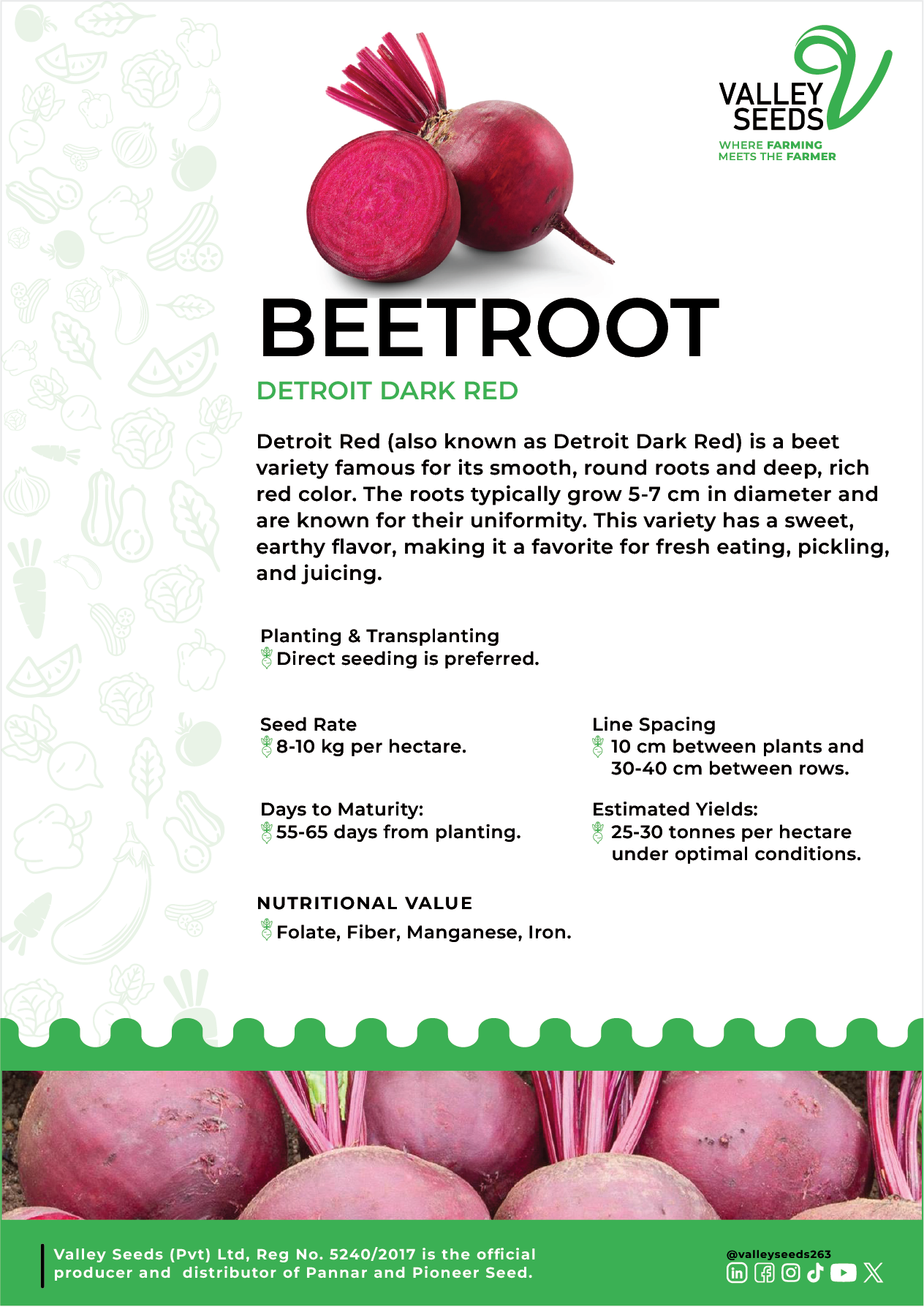 Beetroot Flier Image.