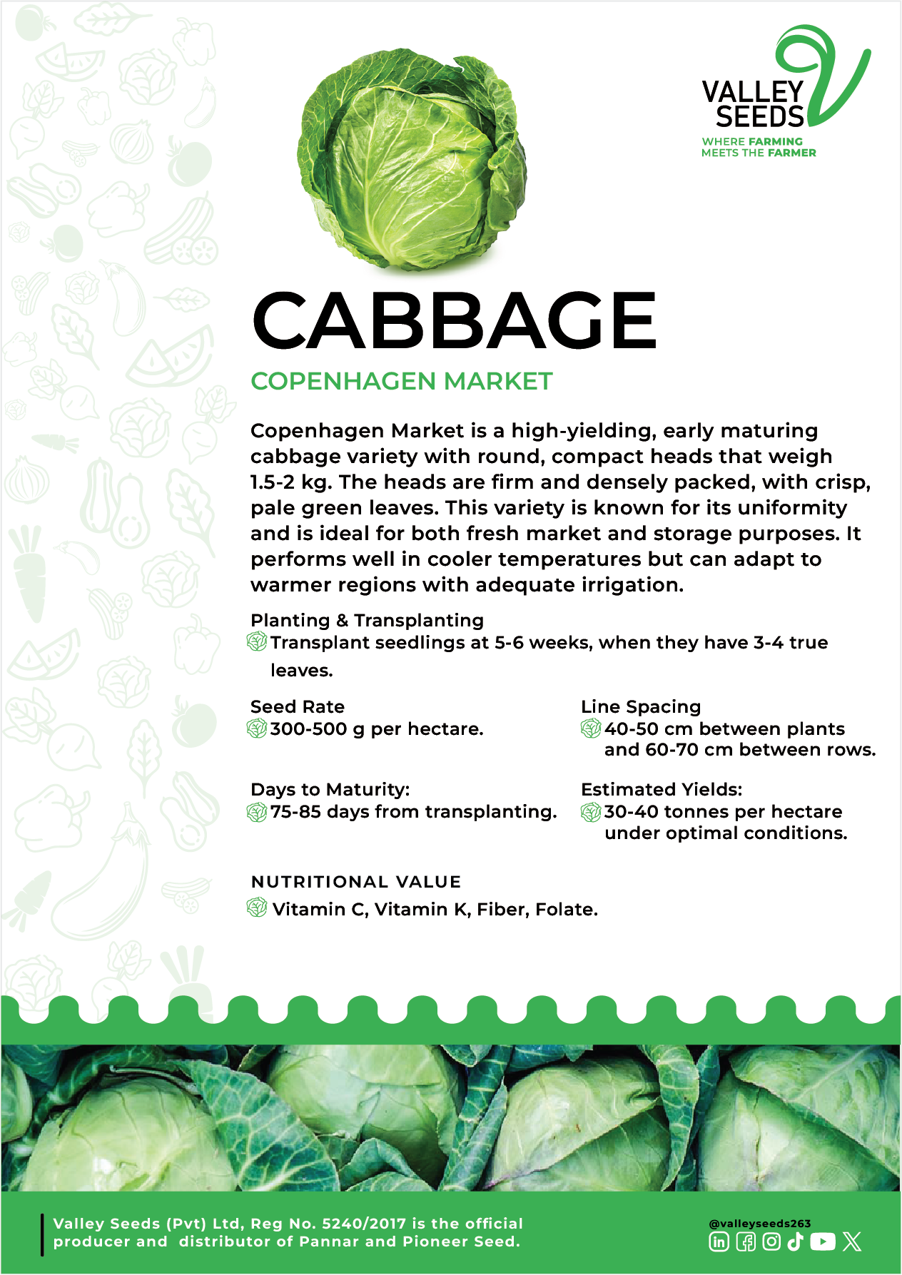 Cabbage Flier Image.