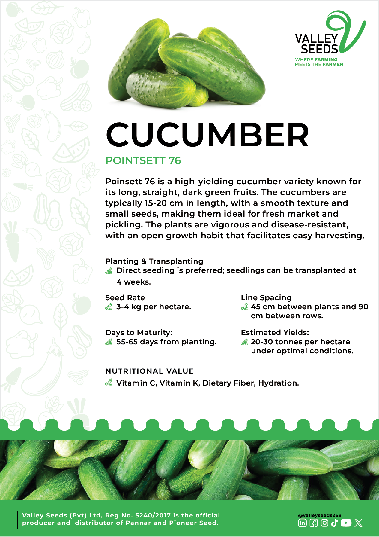 Cucumber Flier Image.