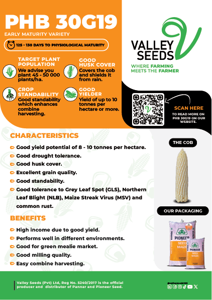 PHB 30G19 Flier Image.