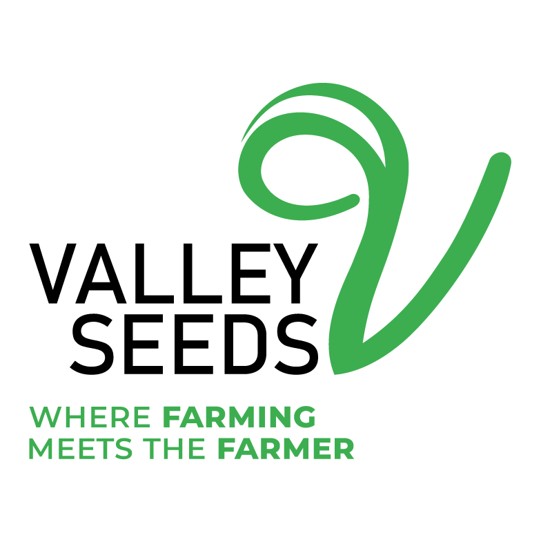 Maize field with rich brown soil and the Valley Seeds Brand Mark.