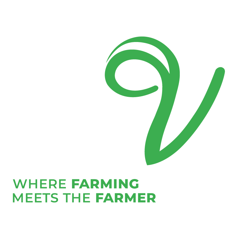 Maize field with rich brown soil and the Valley Seeds Brand Mark.